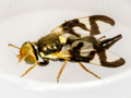 Urophora cardui